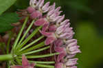 Purple milkweed